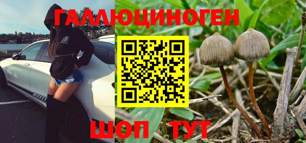 Ишимбай  Псилоцибиновые грибы GOLDEN TEACHER  Вход с VPN  Псилоцибиновые грибы Psilocybine cubensis 